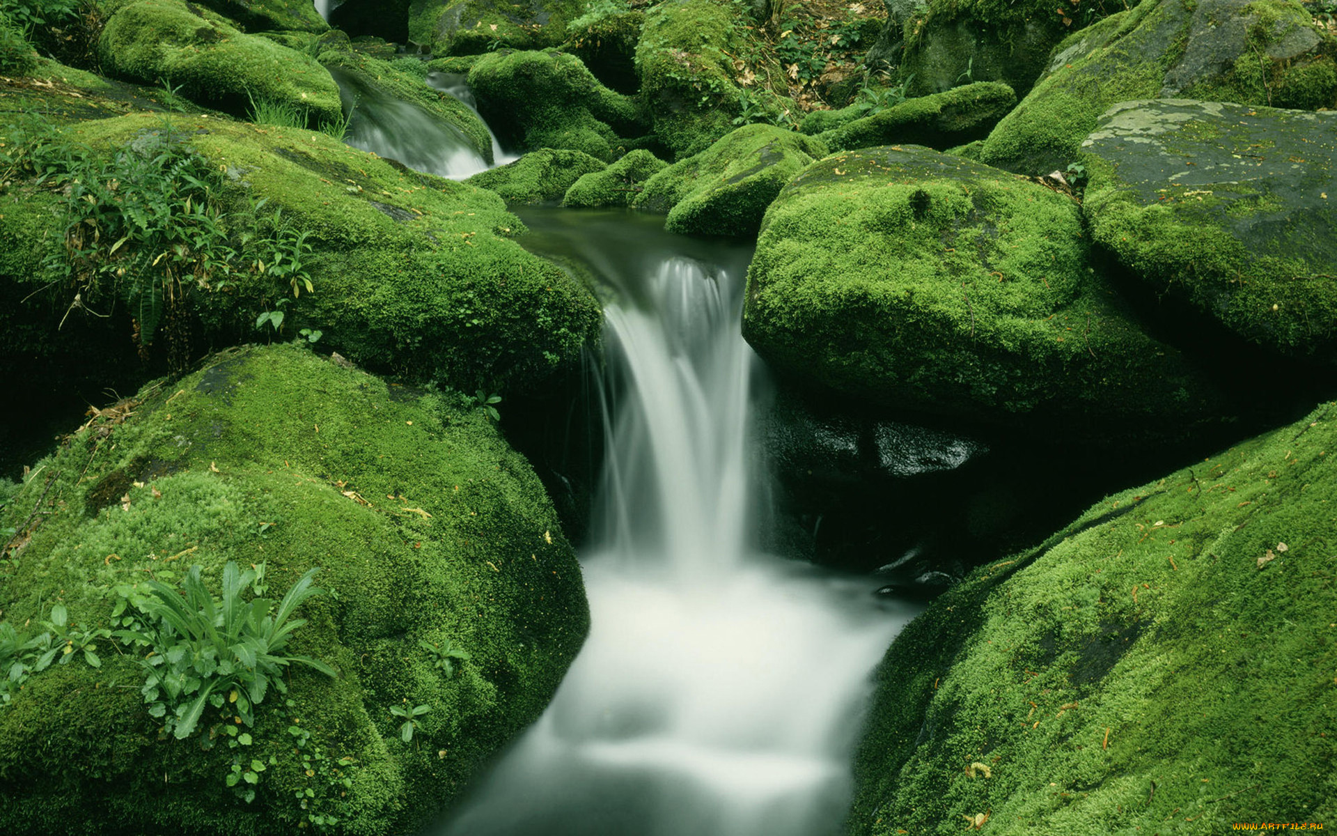 Успокоительные картинки. Природа. Зеленая природа. Живая природа водопады. Природа успокоение.